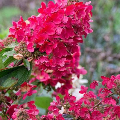 Hydrangea paniculata Flare™