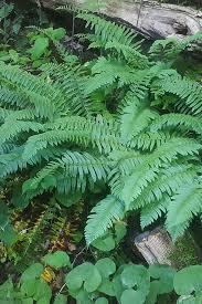 Polystichum acrostichoides 