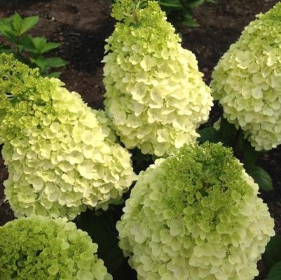 Hydrangea paniculata Moonrock™