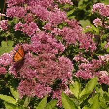 Eutrochium dub. Phantom 