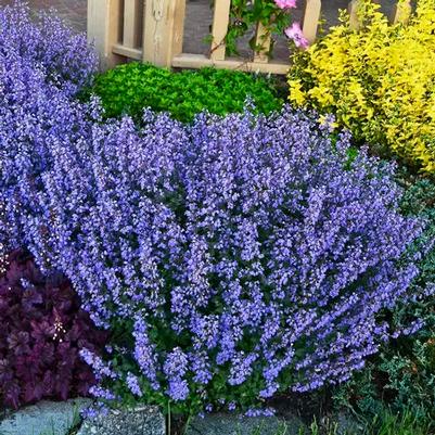 Nepeta racemosa Blue Wonder