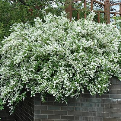 Deutzia gracilis 