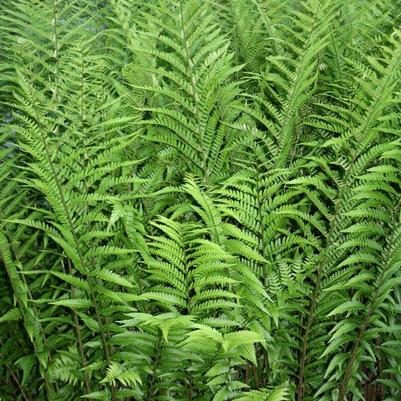 Fern-Dryopteris Australis Dixi 