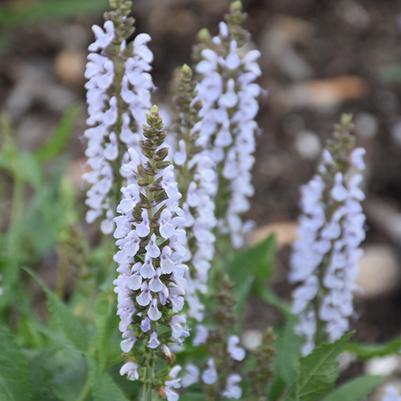 Salvia nemorosa Perfect Profusion