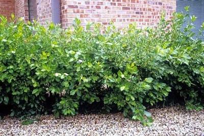 Ilex verticillata Jim Dandy