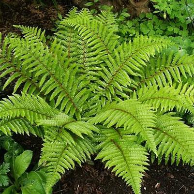 Polystichum polyblepharum 