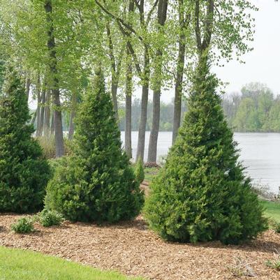 Juniperus chinensis Gin Fizz®
