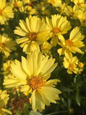 Coreopsis Leading Lady Lauren