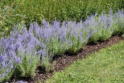 Perovskia atriplicifolia Lacey Blue