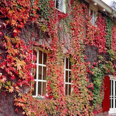 Parthenocissus tricuspidata 