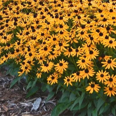 Rudbeckia fulgida var. sullivantii Little Goldstar