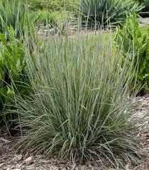 GR-Schizachyrium scoparium 