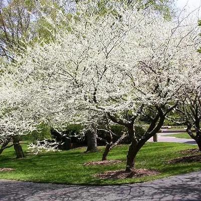 Cercis canadensis Royal White
