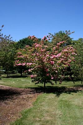 Cornus kousa Heart Throb®