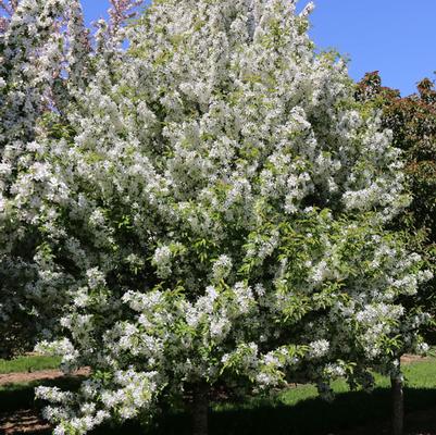 Malus Snow Crystal™