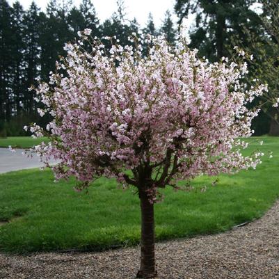 Prunus incisia Little Twist®