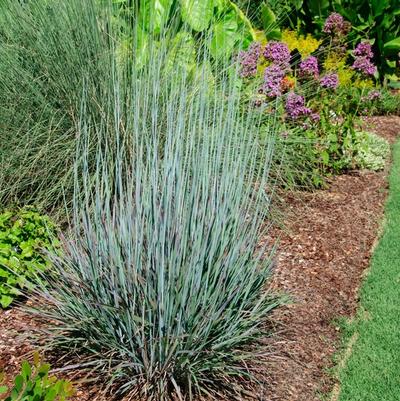 GR-Schizachyrium Standing Ovat 