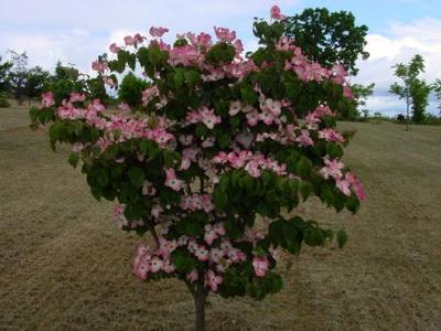 Cornus kousa Radiant Rose®