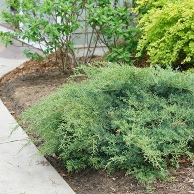 Juniperus chinensis Montana Moss®