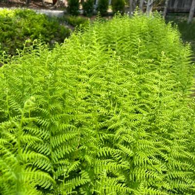 Dennstaedtia punctilobula 