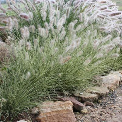 GR-Pennisetum aloepurcuroides 