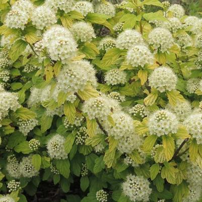 Physocarpus opulifolius Tiny Wine® 