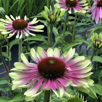 Echinacea purpurea Green Twister