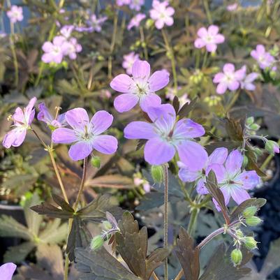 Geranium maculatum Espresso