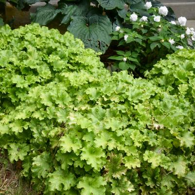 Heuchera Dolce® Apple Twist