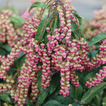 Pieris japonica Interstella®