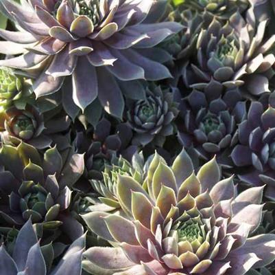 Sempervivum Pacific Blue Ice