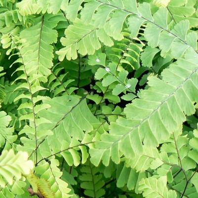 Adiantum pedatum 