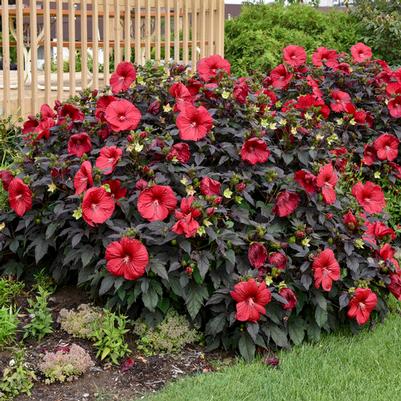 Hibiscus Summerific® Holy Grail