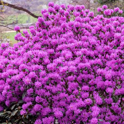 Rhododendron P.J.M. Elite