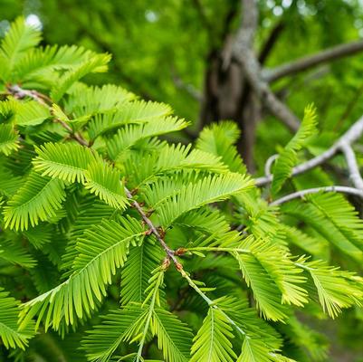 Metasequoia glyptostroboides 