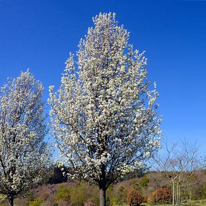 Pyrus calleryana Cleveland Select