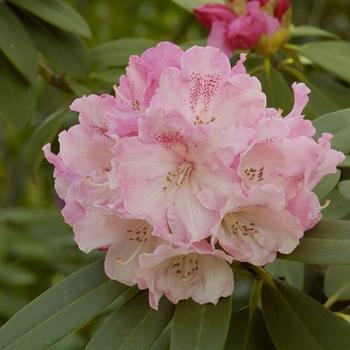 Rhododendron Weston's Ribbon Candy