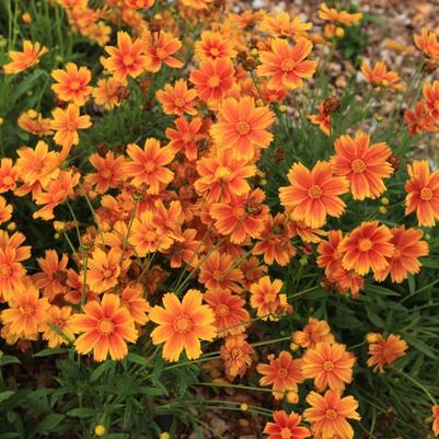 Coreopsis Darling Clementine