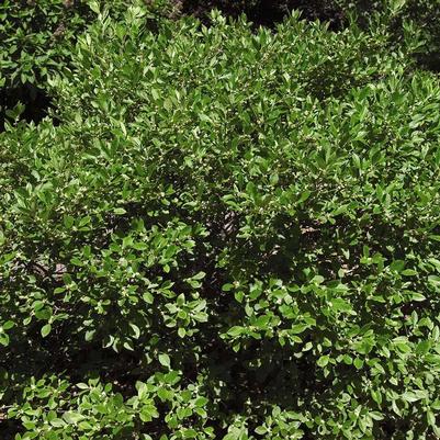 Ilex verticillata Southern Gentleman