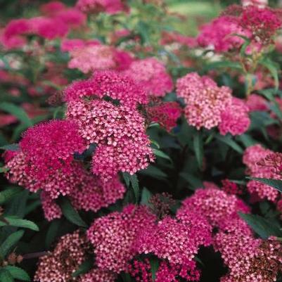Spiraea x bumalda Anthony Waterer