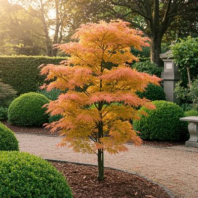Acer palmatum Katsura