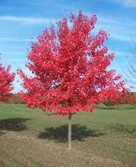 Acer rubrum Autumn Radiance&reg;