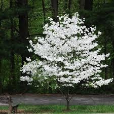 Cornus florida Cloud 9