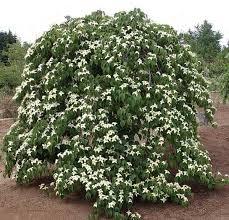 Cornus k. Lustgarten Weeping 