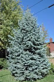 Picea pungens Baby Blue Eyes