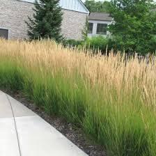 GR-Calamagrostis Karl Foerster 