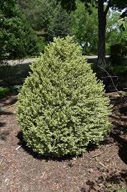 Buxus sempervirens Elegantissima