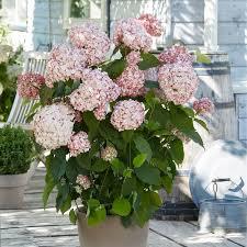 Hydrangea arborescens Candybelle® Bubblegum