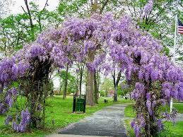 Wisteria frutescens Amethyst Falls