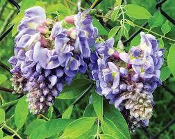 Wisteria frutescens 
